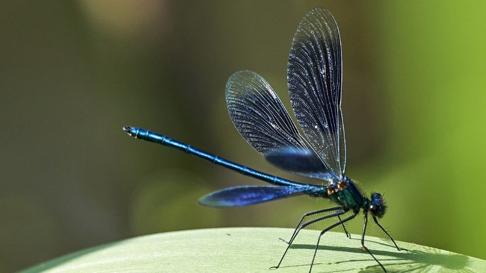 ¡Las libélulas no! Están en peligro de extinción por este motivo